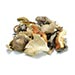 Mushrooms, Dried/Frozen