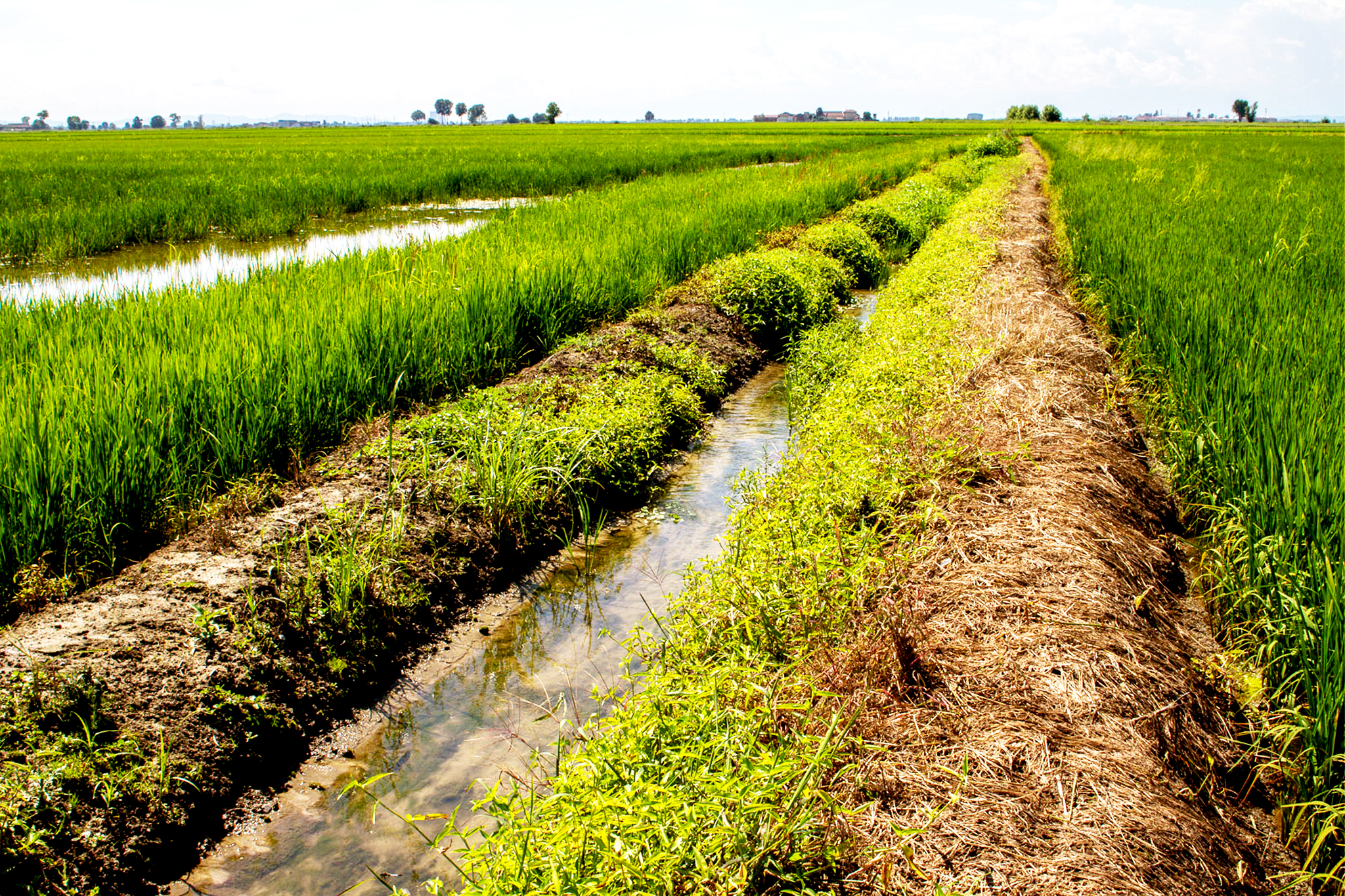 Gli Aironi Risi & Co