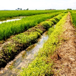 Gli Aironi Risi & Co