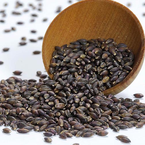 Barley, Black
