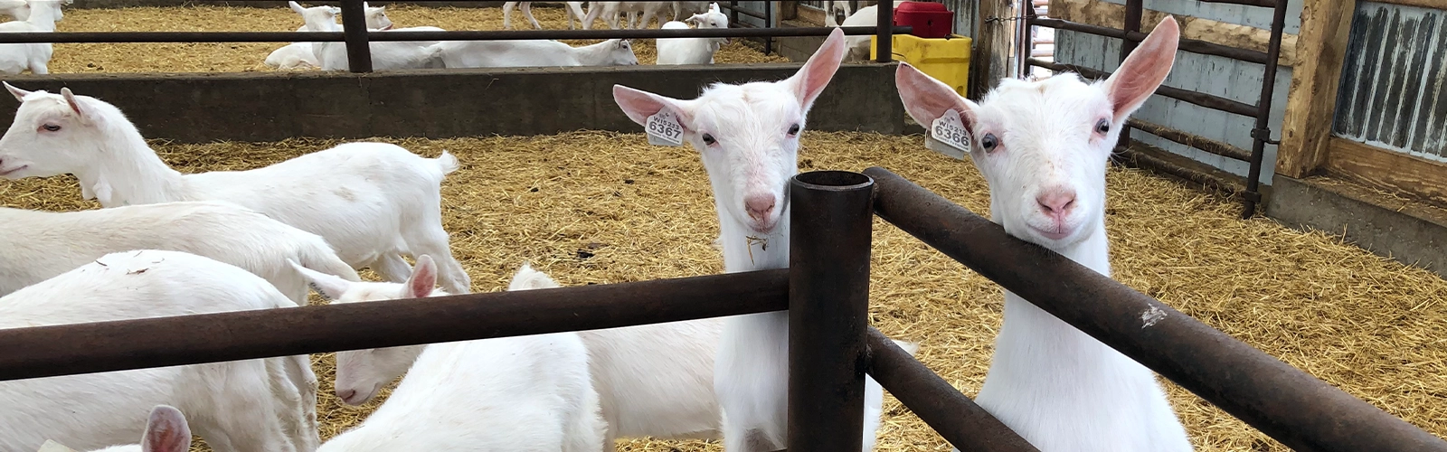 Blakesville Creamery