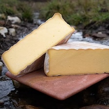 Galax (Special Order)