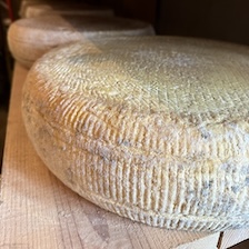 Goat Tomme