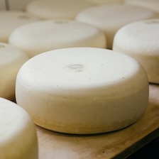 Terschelling Sheep Gouda