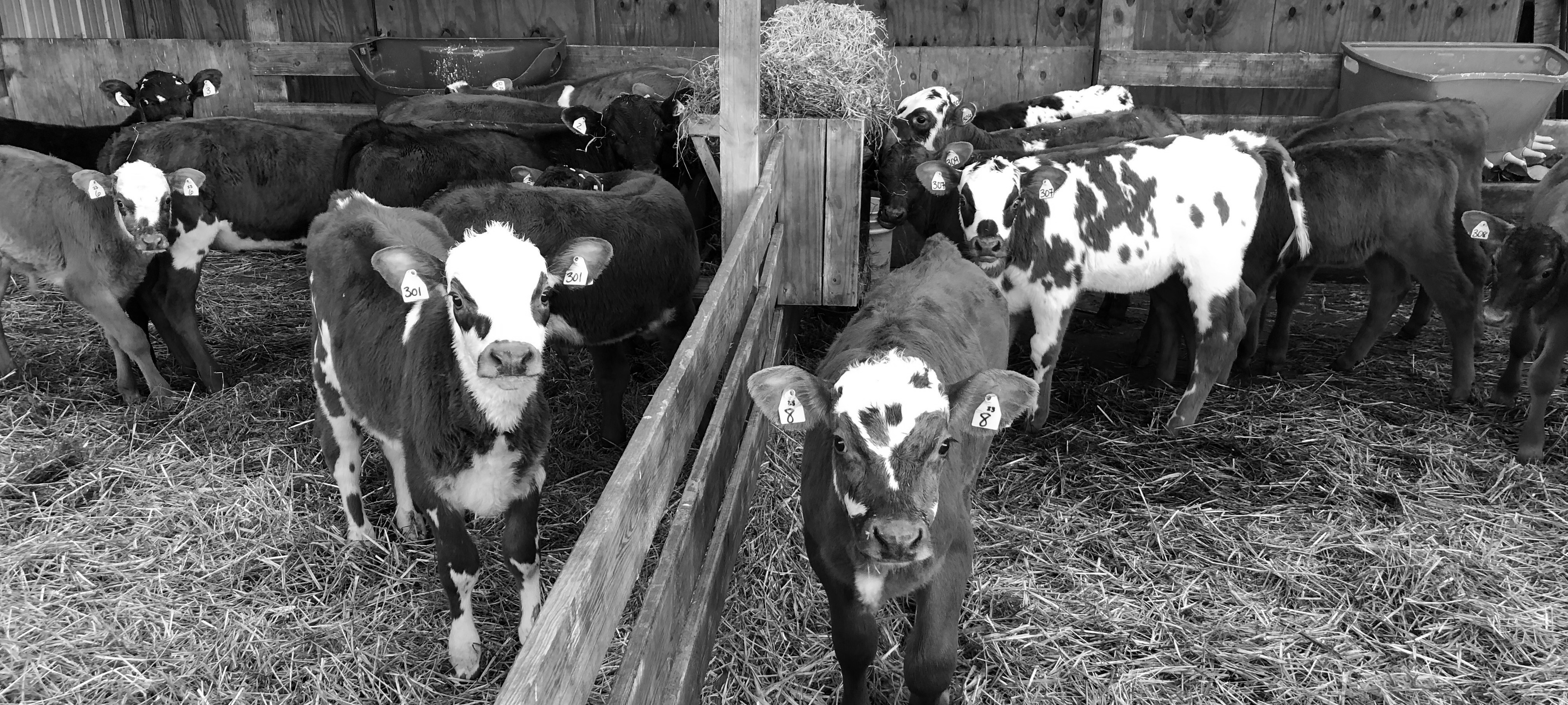 Artisan cheeses background